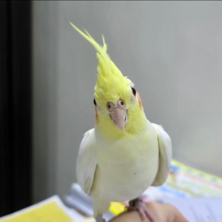 عبد المعين سلقيني