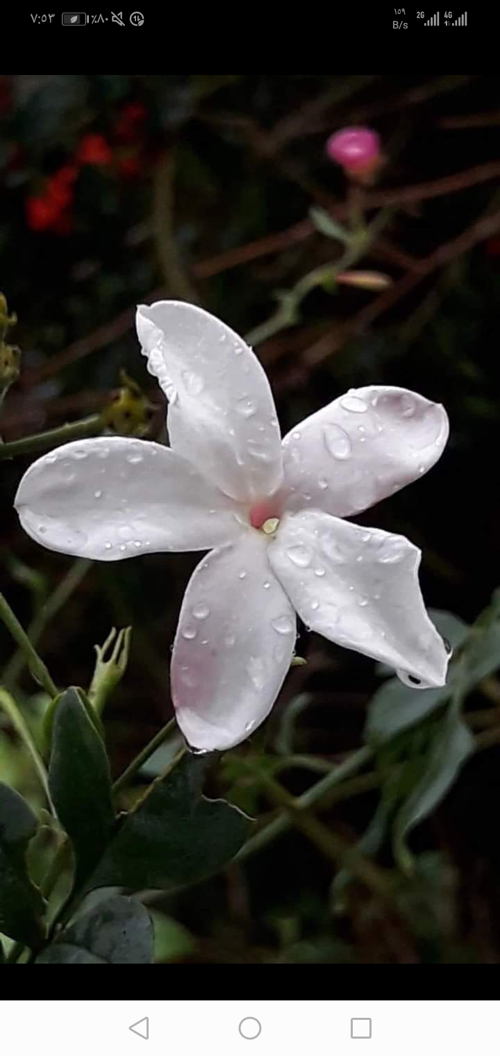 مرح محمود سويدان