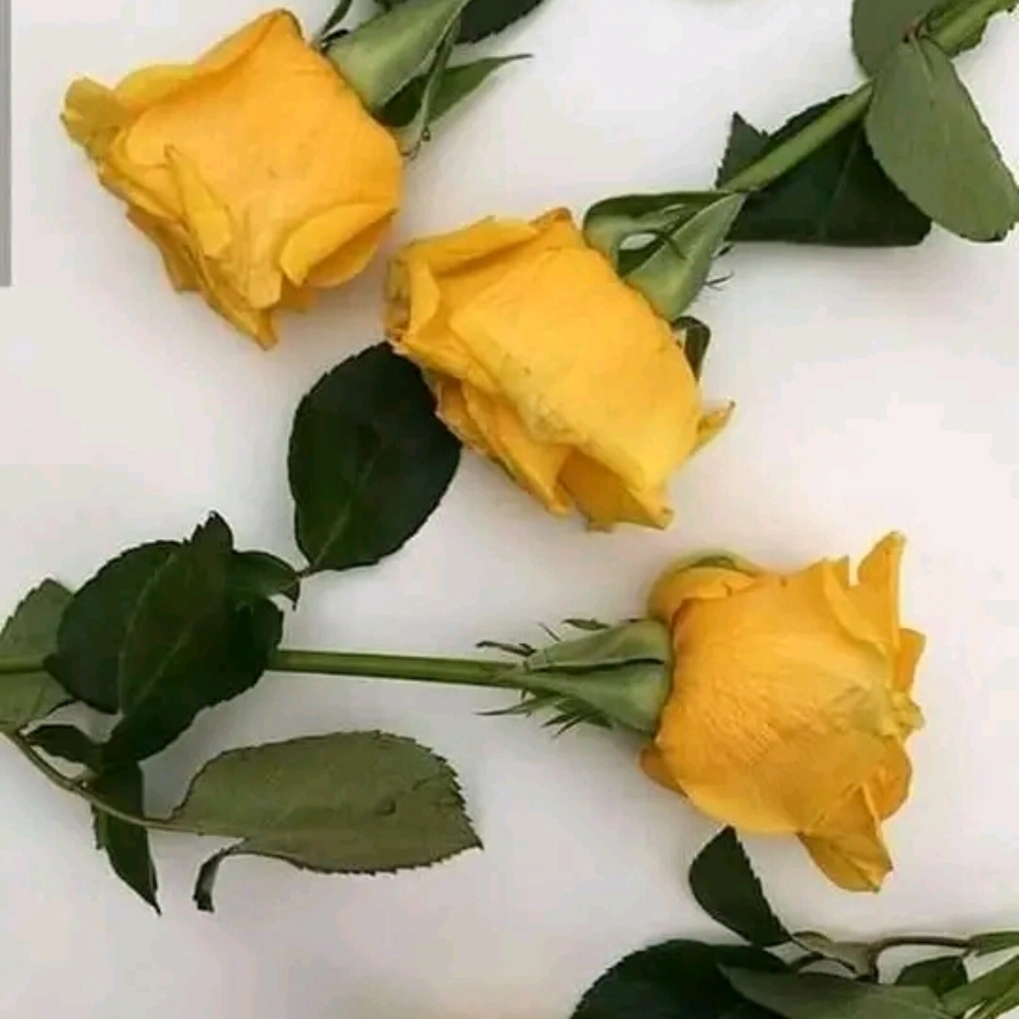 بلسم شفيق رستم